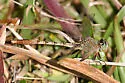Gray-green Clubtail