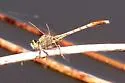 Gray-green Clubtail - photo 2