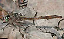 Gray-green Clubtail - photo 3