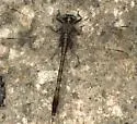Gray-green Clubtail - photo 4