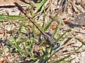 Gray-green Clubtail - photo 5