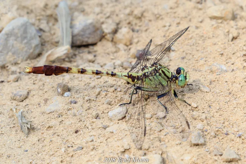 Jade Clubtail - photo 3