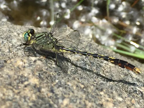 Unicorn Clubtail