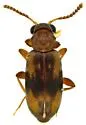 Ariotus circinalis