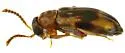 Ariotus circinalis - photo 2