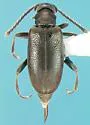 Ariotus luteolus