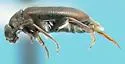 Ariotus luteolus - photo 2