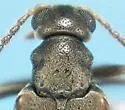 Ariotus luteolus - photo 3