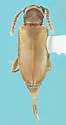 Ariotus luteolus - photo 4