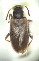 Ariotus luteolus - photo 5