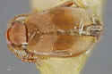 Ariotus persimilis