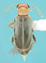 Ariotus pruinosus
