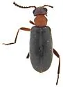 Ariotus pruinosus - photo 2