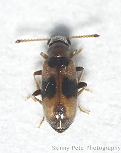 Ariotus quercicola