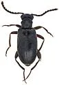 Ariotus rileyi - photo 2