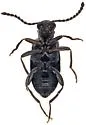 Ariotus rileyi - photo 3
