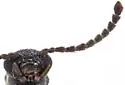 Ariotus rileyi - photo 4