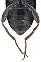 Ariotus rileyi - photo 5