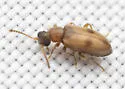 Ariotus subtropicus - Ariotus subtropicus
