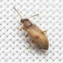 Ariotus subtropicus - photo 2