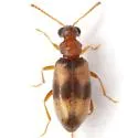 Ariotus vitanzai