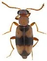 Ariotus vitanzai - photo 2