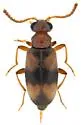 Ariotus vitanzai - photo 4