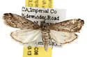 Arispe cestalis - Hodges#5534