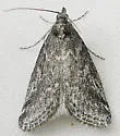 Arispe cestalis - Hodges#5534 - photo 2