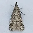 Arispe cestalis - Hodges#5534 - photo 3