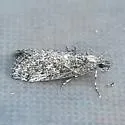 Arispe cestalis - Hodges#5534 - photo 4