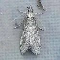 Arispe cestalis - Hodges#5534 - photo 5