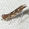 Aristaea pennsylvaniella - Hodges#0655