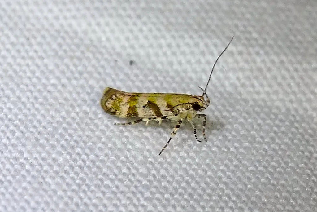 Aristotelia adceanotha - Hodges#1726 - photo 2