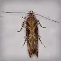 Aristotelia adenostomae - Hodges#1727