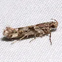 Aristotelia amelanchierella - Hodges#1728