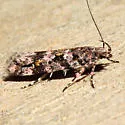 Aristotelia amelanchierella - Hodges#1728 - photo 2