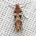 Aristotelia amelanchierella - Hodges#1728 - photo 3