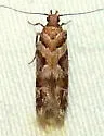 Aristotelia amelanchierella - Hodges#1728 - photo 4