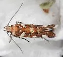 Aristotelia arenella - Hodges#1729.1