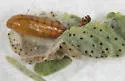 Aristotelia arenella - Hodges#1729.1 - photo 2