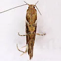 Aristotelia argentifera - Hodges#1730
