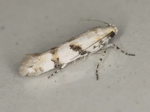 Aristotelia bifasciella - Hodges#1731