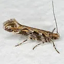 Aristotelia callens - Hodges#1732