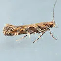 Aristotelia callens - Hodges#1732 - photo 2
