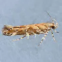 Aristotelia callens - Hodges#1732 - photo 4