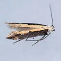 Aristotelia corallina complex - Hodges#1733.1