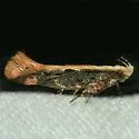Aristotelia corallina complex - Hodges#1733.1 - photo 2