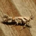 Aristotelia devexella - Hodges#1734 - Aristotelia devexella