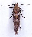Aristotelia devexella - Hodges#1734 - photo 3